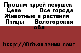 Продам курей несушек › Цена ­ 350 - Все города Животные и растения » Птицы   . Вологодская обл.